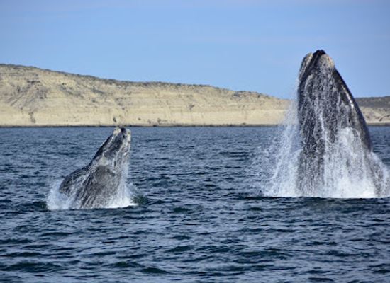 argentina/puerto-madryn/landmark/bottazzi-avistajes-agency-peninsula-all-vades