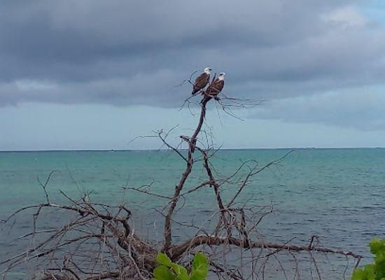 turks-and-caicos-islands/providenciales/landmark/kimcha-village-bird-sanctuary