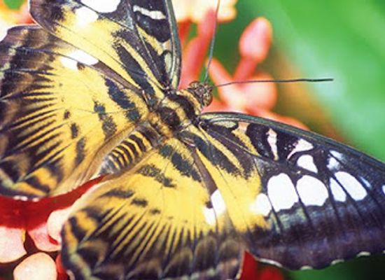 louisiana/greater-new-orleans/landmark/audubon-insectarium