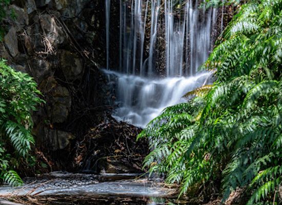 australia/litchfield-national-park/landmark/george-brown-darwin-botanic-gardens