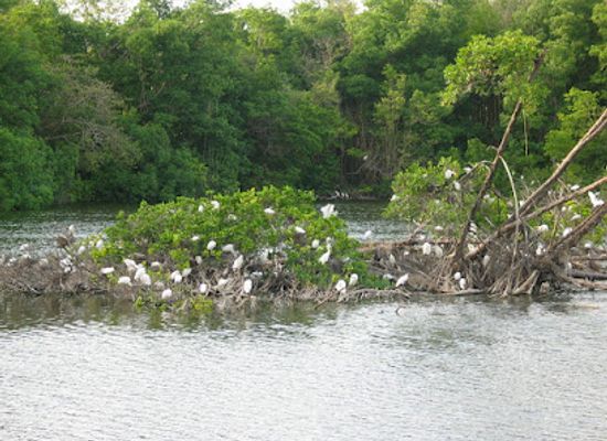 barbados/animal-flower-cave/landmark/graeme-hall-wildlife-sanctuary-barbados