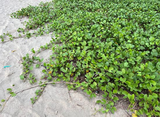 bangladesh/cox-s-bazar/himchori/landmark/himchari-beach-point-cox-s-bazar