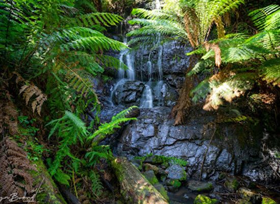 australia/gippsland/landmark/cyathea-falls