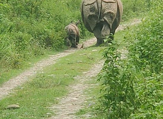 nepal/chitwan-national-park/landmark/chitwan-jungle-safari-tour