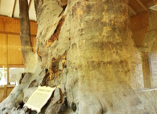 indiana/kokomo/landmark/sycamore-stump-old-ben