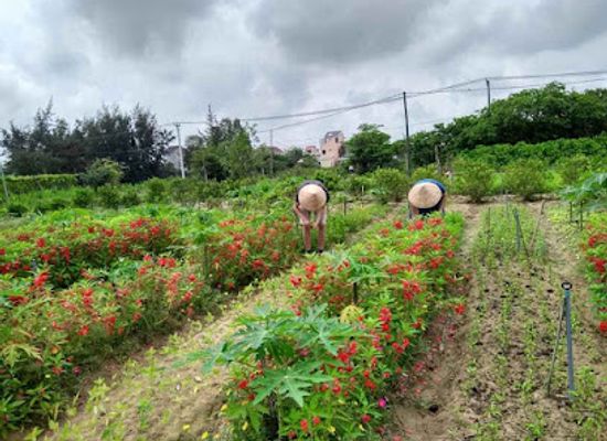 vietnam/central-highlands/landmark/trang-trai-huu-co-an-farm-hoi-an