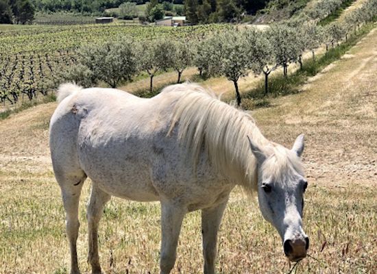 france/luberon/landmark/luberon-wine-gourmet