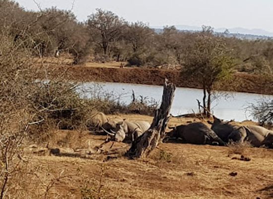 eswatini/malkerns/landmark/hlane-royal-national-park