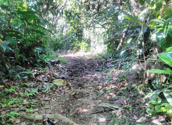 nicaragua/san-juan-river-basin/landmark/indio-maiz-biological-reserve