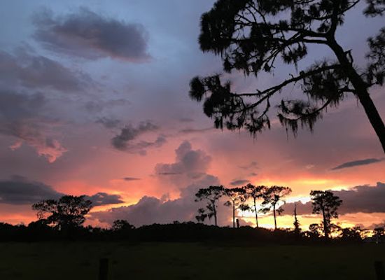 florida/sun-coast/landmark/crowley-museum-nature-center