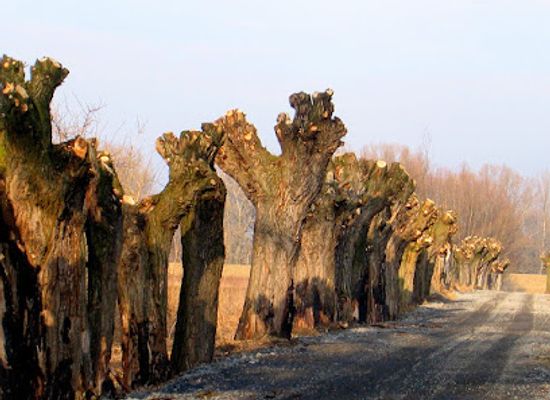 poland/masovia/landmark/kampinos-national-park