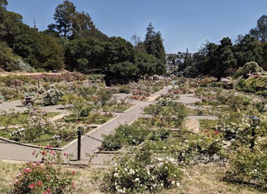 california/oakland/landmark/morcom-rose-garden