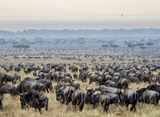 kenya/maasai-mara-national-reserve/landmark/maasai-mara
