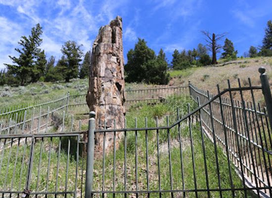 montana/yellowstone-national-park/landmark/petrified-tree