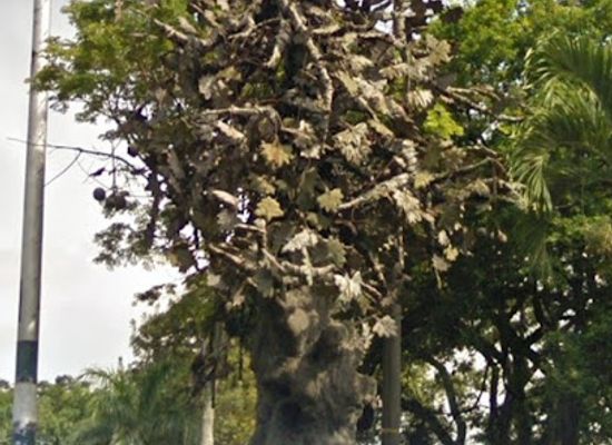 colombia/cali/landmark/arbol-de-la-vida