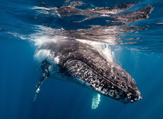 australia/jervis-bay/landmark/dive-jervis-bay
