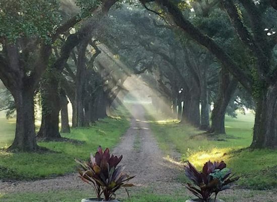 louisiana/plantation-country/landmark/sunny-slope-plantation
