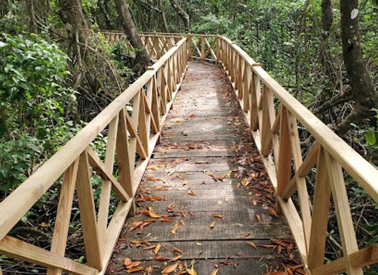 dominican-republic/los-haitises/landmark/los-haitises-trail