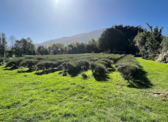 new-zealand/marlborough/landmark/lavendyl-kaikoura-lavender-farm