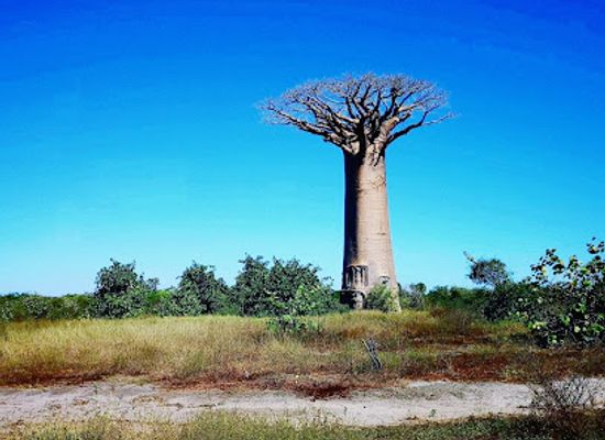 madagascar/analamanga/landmark/madagascar-circuits-tours-agence-de-voyage-specialiste-du-circuit-madagascar-en-famille-15-jours-location-de-voiture