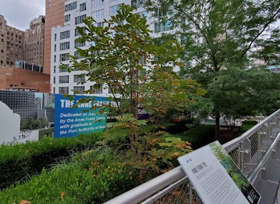new-york/new-york-city/landmark/the-anne-frank-tree
