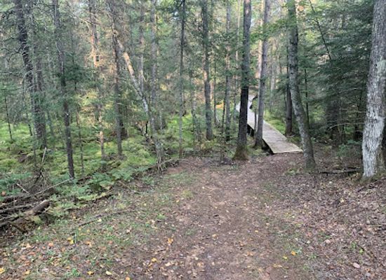wisconsin/northwoods/landmark/fern-ridge-hiking-trail