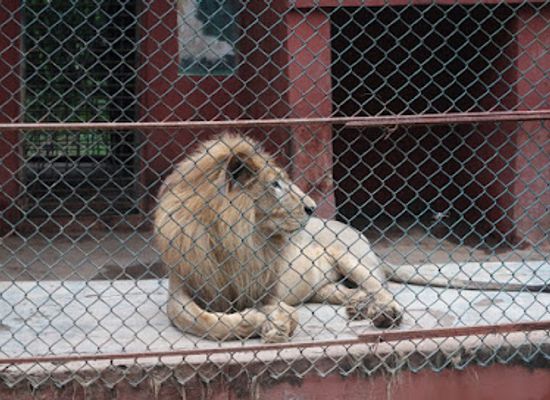 nigeria/benin-kingdom/landmark/ogba-zoo-benin-city