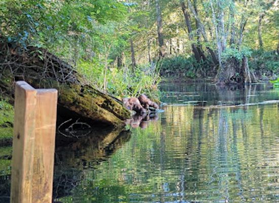 florida/suwannee-river/landmark/wes-skiles-peacock-springs-state-park
