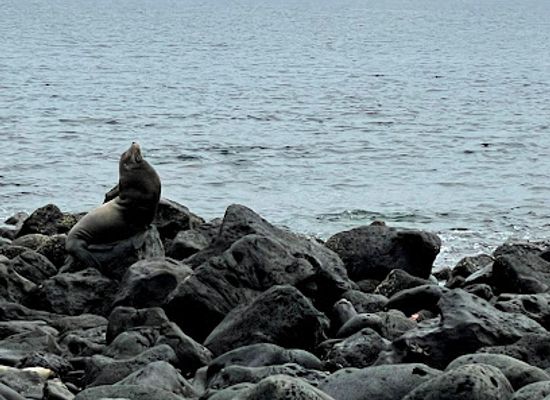 ecuador/galapagos-islands/landmark/isla-lobos