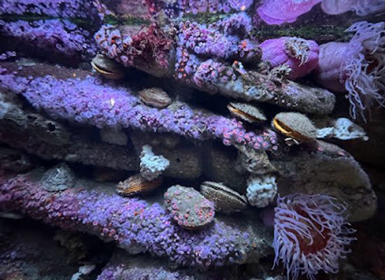 california/monterey/monterey-bay-aquarium/landmark/monterey-bay-habitats