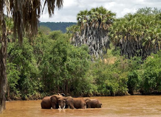 kenya/malindi/landmark/bush-company-safari-in-kenya-con-guida-italiana-anche-in-campo-tendato-mobile-safari-privati