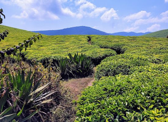 burundi/buyogoma/landmark/kibira-national-park