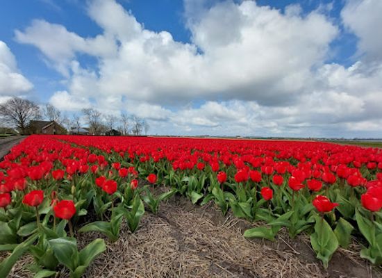 netherlands/bollenstreek/landmark/laarzenpad-wassergeest