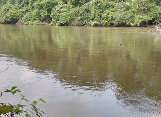 gabon/middle-ogooue-province/landmark/arboretum-raponda-walker