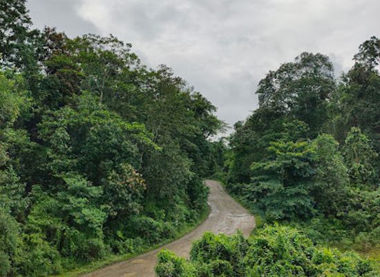 india/kaziranga-national-park/landmark/dehing-patkai-national-park