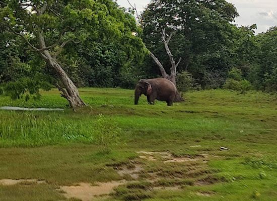 sri-lanka/polonnaruwa-district/landmark/flood-plains-national-park