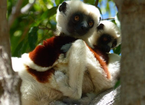 madagascar/fianarantsoa/landmark/campsite