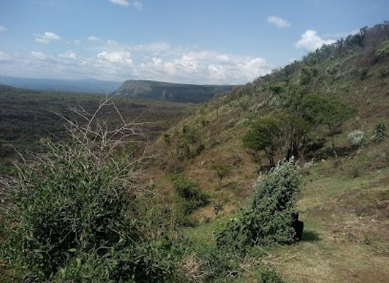 kenya/nakuru/landmark/menengai-forest