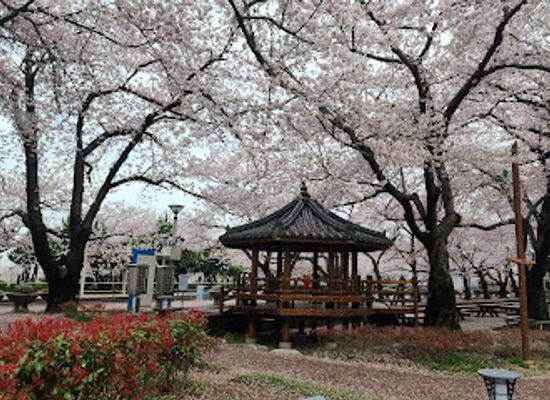 south-korea/south-gyeongsang-province/landmark/gyeonghwa-station-cherry-blossom-road