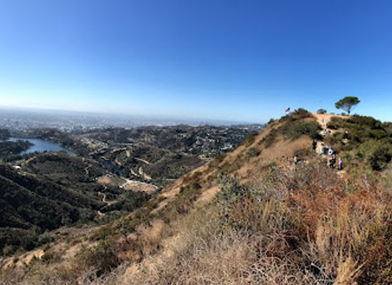 california/los-angeles/landmark/wisdom-tree