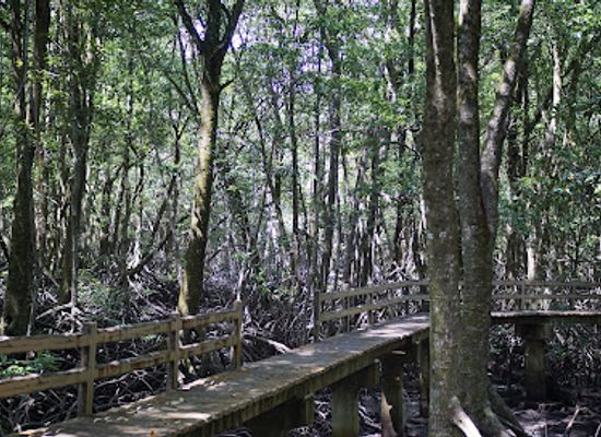 brunei/pulau-selirong-forest-reserve/landmark/pulau-selirong