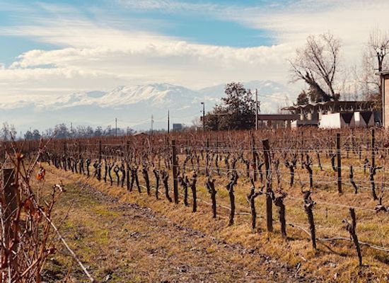 chile/maipo-valley/landmark/vina-cousino-macul