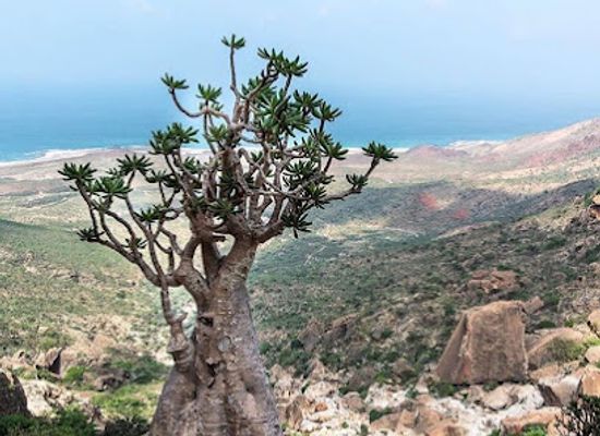 yemen/al-bayda/landmark/ayhaft-canyon-national-park