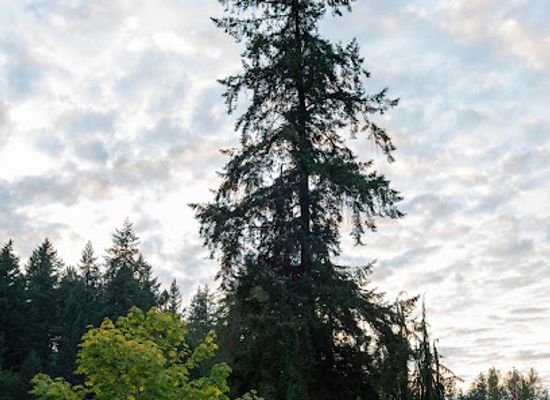 washington/redmond/landmark/farrel-mcwhirter-park