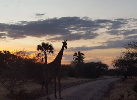 tanzania/moshi/landmark/maryo-tours