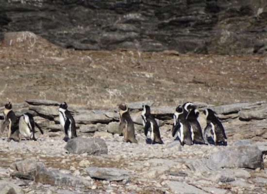 namibia/luderitzland/landmark/zeepaard-boat-tours