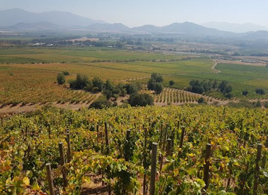 chile/colchagua-valley/landmark/vina-koyle