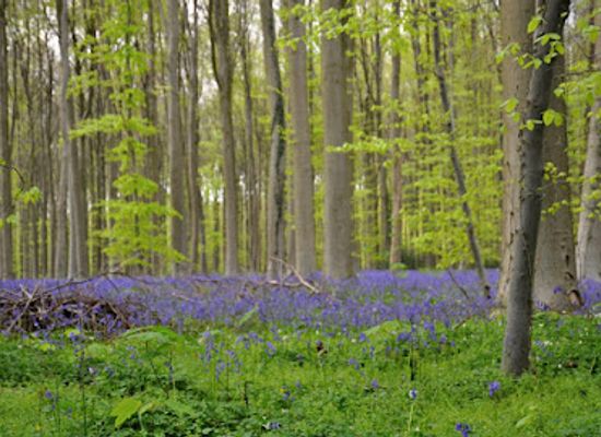 belgium/flemish-brabant/landmark/hallerbos