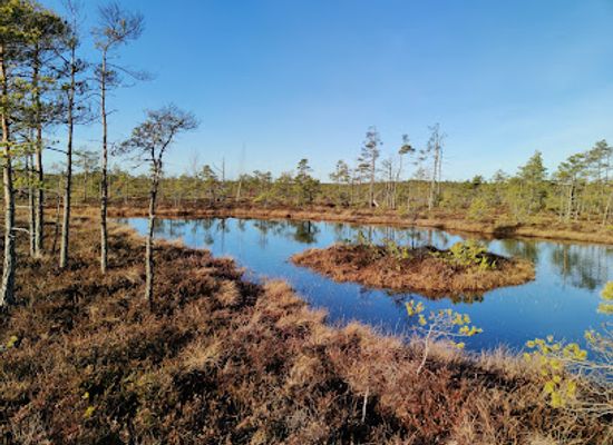 latvia/teici-nature-reserve/landmark/cenas-bog-trail
