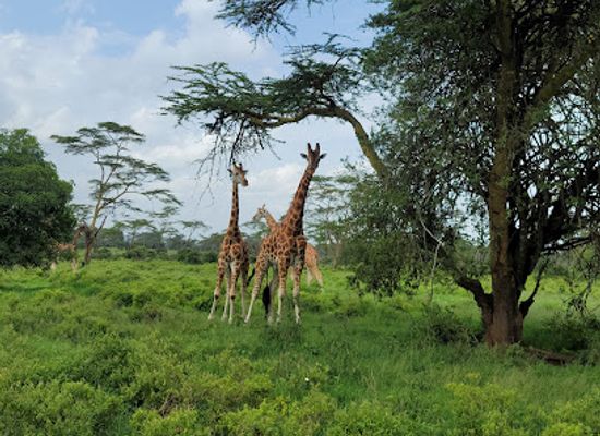 kenya/amboseli-national-park/landmark/lake-nakuru-national-park